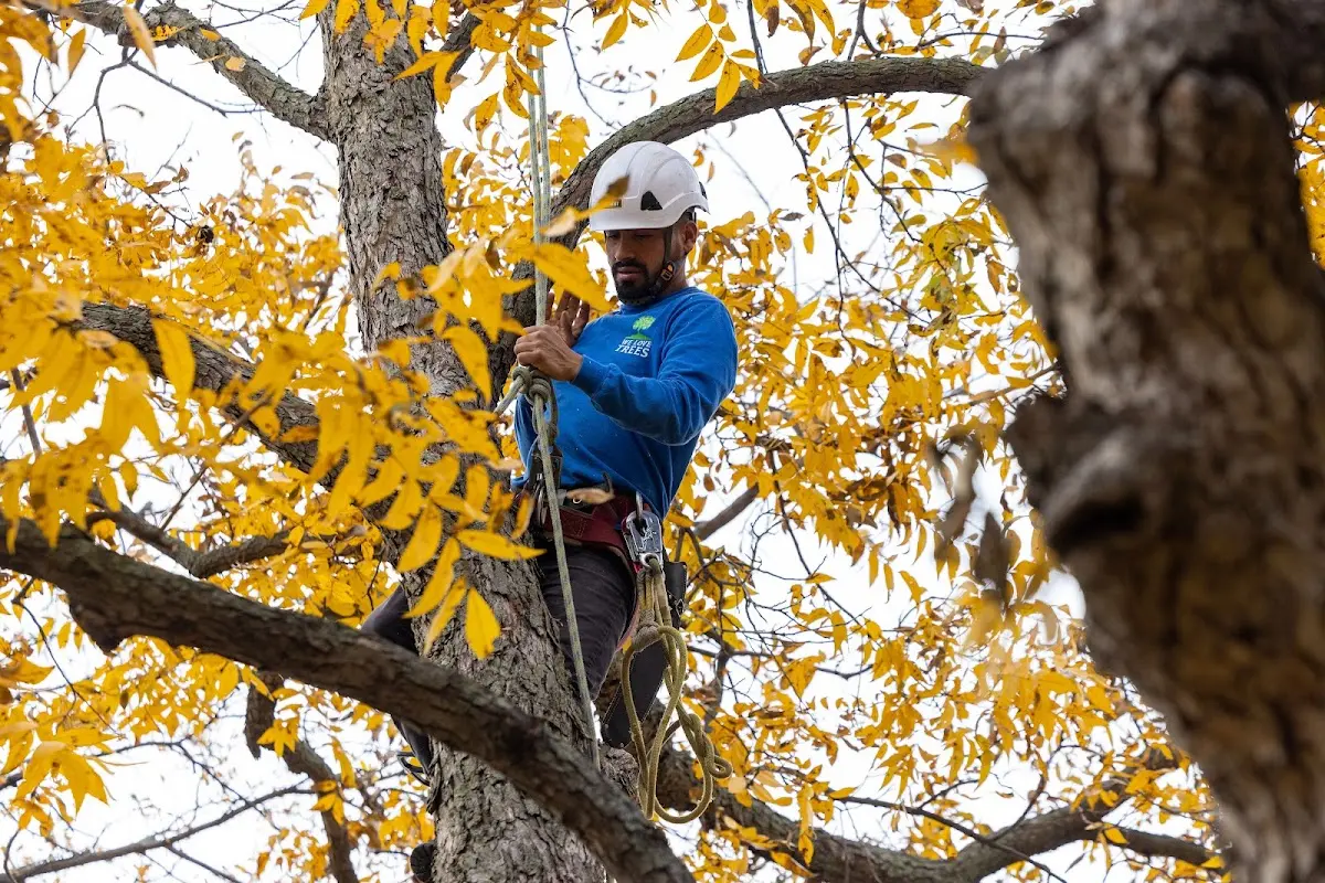 Skilled Tree Transplanting crew working in Westphalia